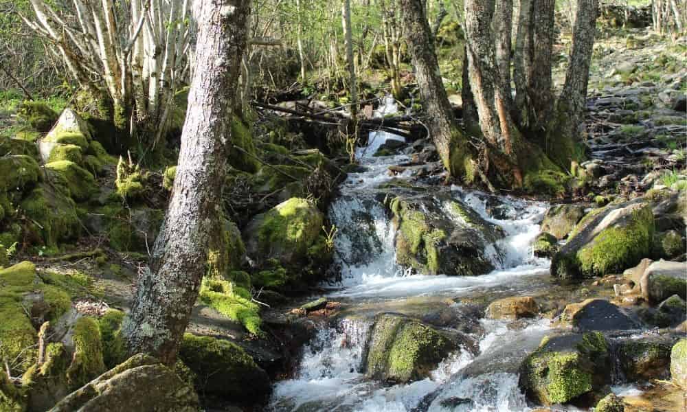 ruta genadio